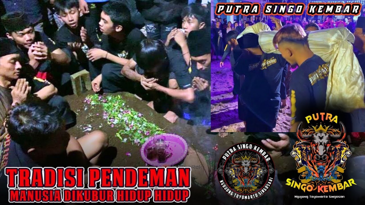 PENDEMAN‼️BANTENG PUTRA SINGO KEMBAR Terbaru Live Sumbul Singosari