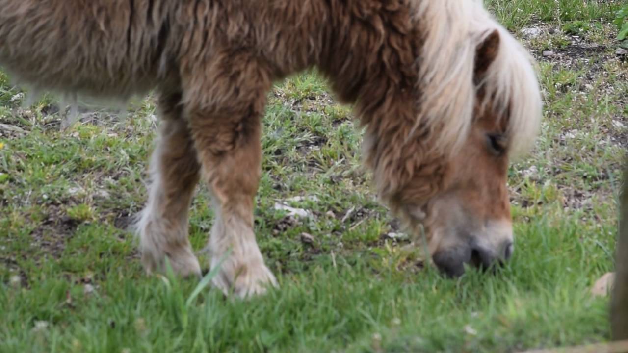 Minni Hobutegevus 22.05.2016