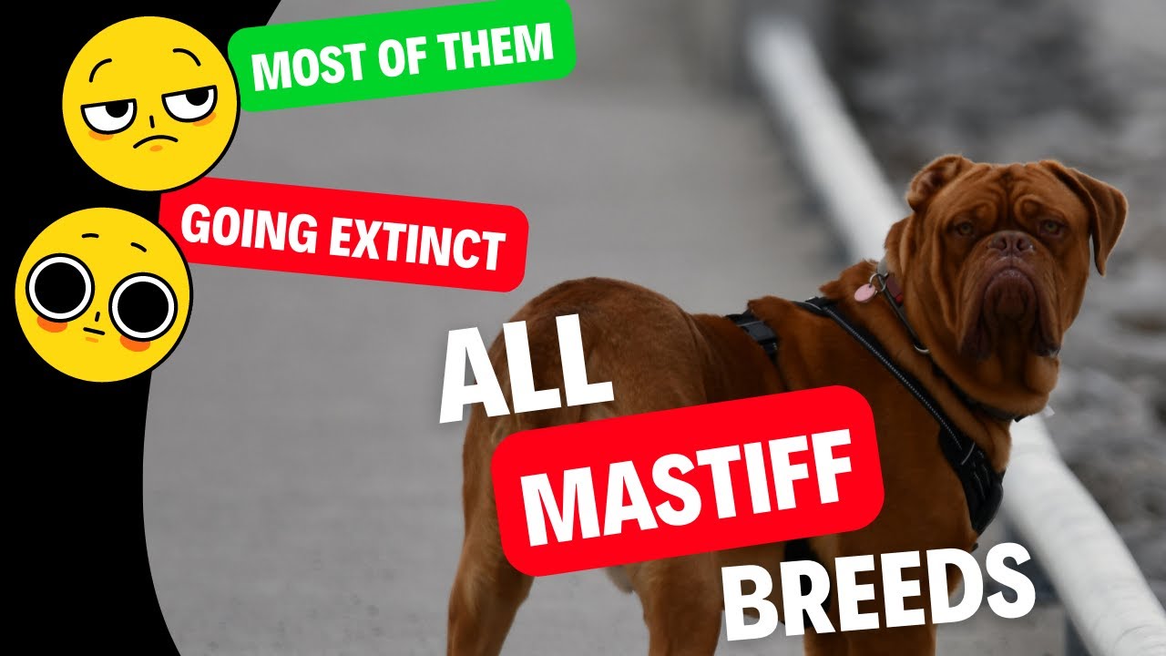 ALL 22 Mastiff Breeds &ndash; Most of Them Going Extinct | Dog show