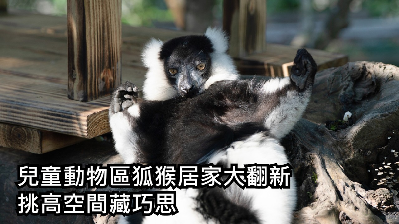 兒童動物區狐猴居家大翻新 挑高空間藏巧思