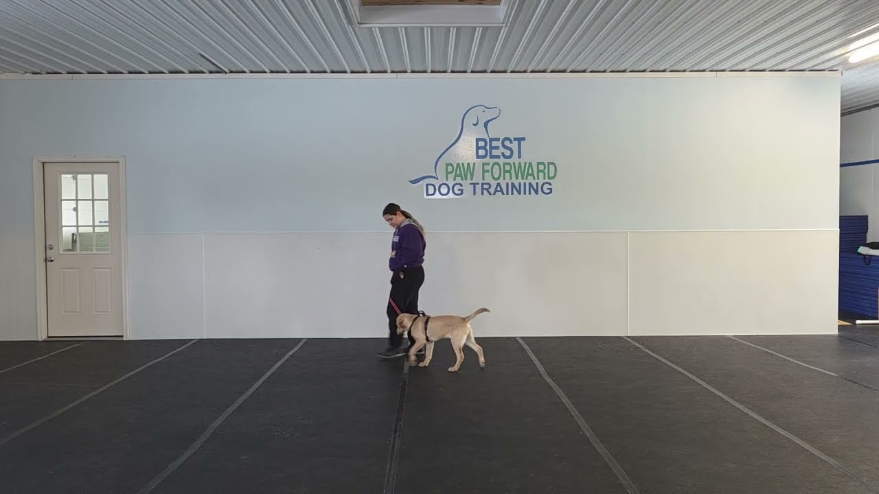 Henry the Labrador Retriever | Puppy School Final Week | Leash, Recall & Meet and Greet