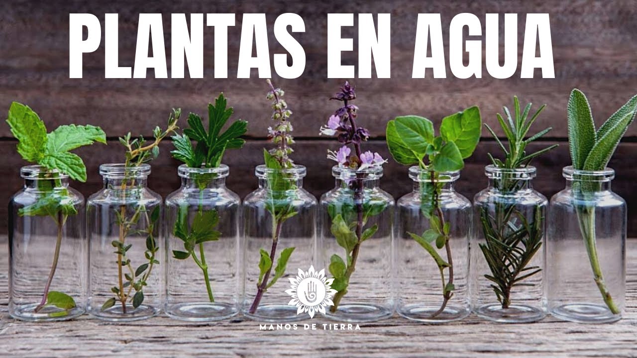 Plantas De Interior Que Crecen En AGUA / cultivar en agua/manos de tierra