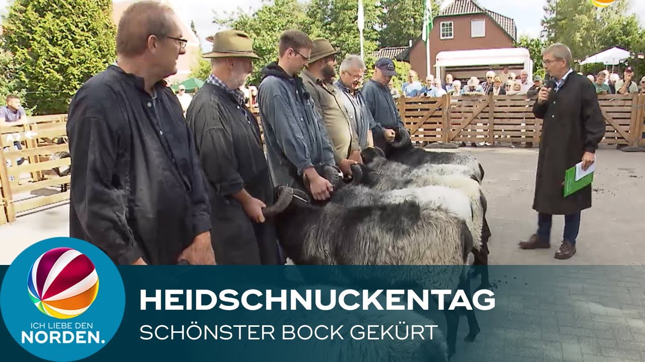 Schönster Heidschnucken-Bock in Müden gekürt