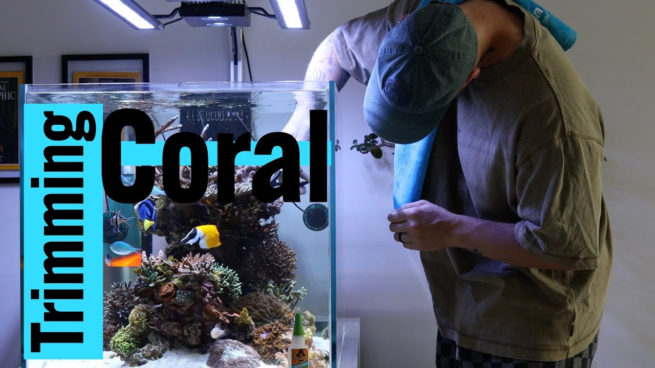 The corals in my reef aquarium are too big!