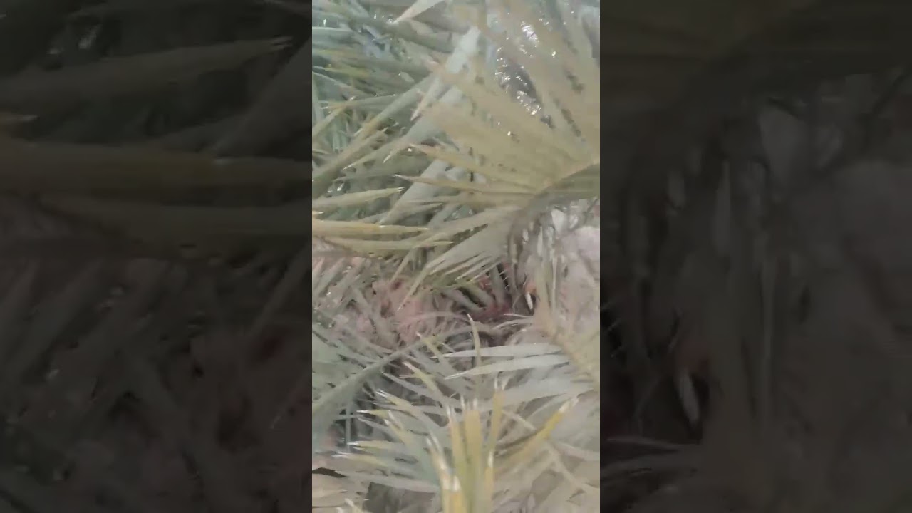 تجذير النخيل الكبير مع سيد جبار المحنه