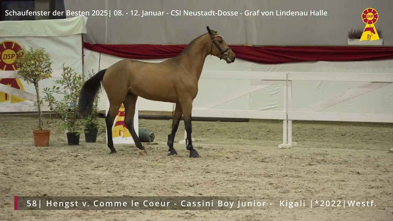 58 Hengst v. Comme le Coeur - Cassini Boy Junior
