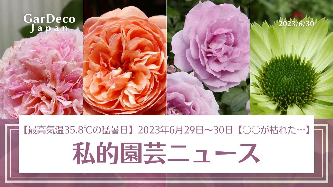 【最高気温35.8℃の猛暑日でバラが…】私的園芸ニュース（2023年6月29日～30日）【〇〇が枯れた】