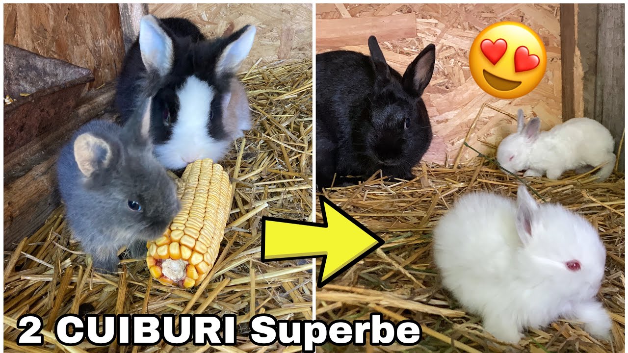 Evoluția celor 2 CUIBURI de Iepurași !🐇💙💛❤️