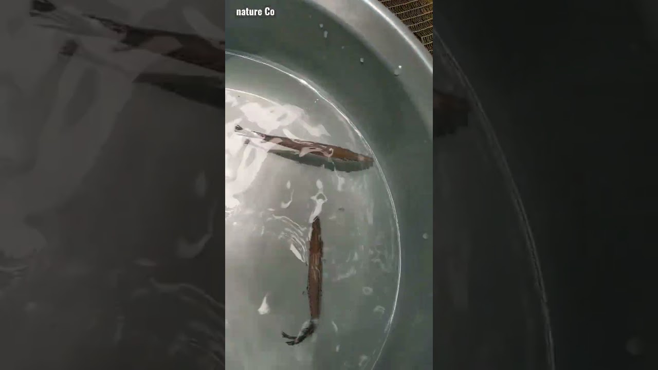 Alligator Gar Tips || nature Co #shorts #alligatorgar #monsterfish #youtubeshorts #fish #care