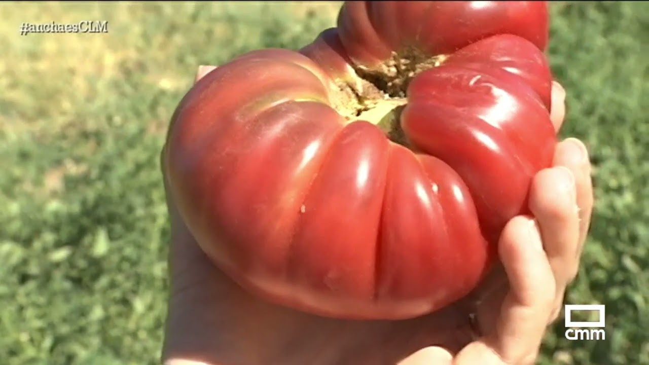 Tomate moruno en San Pablo de Los Montes (Toledo) | Ancha es Castilla-La Mancha