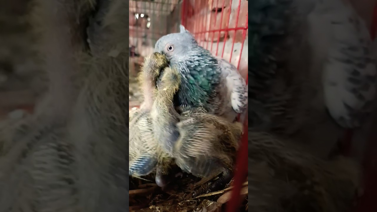 pigeon baby feeding || 
