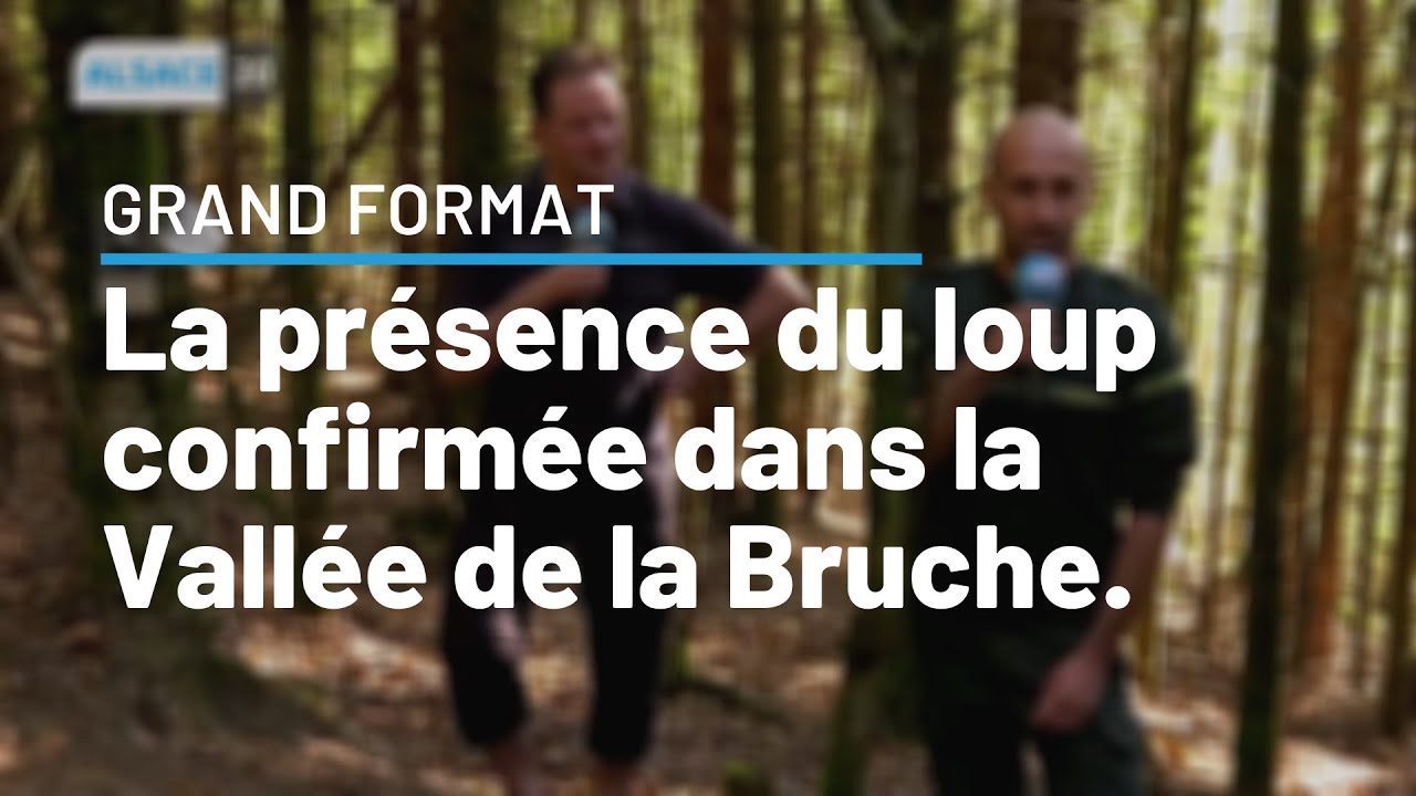GRAND FORMAT : La présence du loup confirmée dans la Vallée de la Bruche.