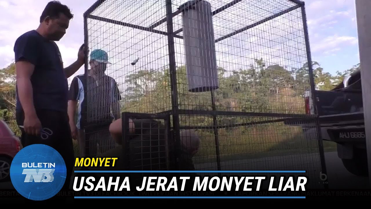 MONYET | Beberapa Ekor Monyet Berjaya Ditangkap