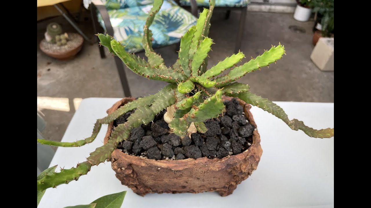 Rare and Exotic Plants! Euphorbia Family - Episode 22