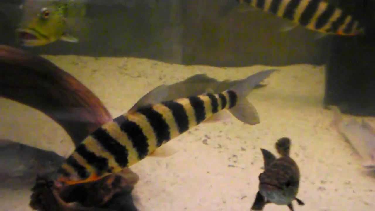 Leporinus fasciatus 35 cm