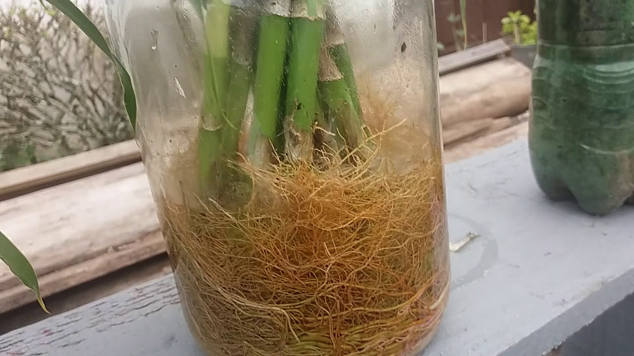 Como plantar bambu da sorte