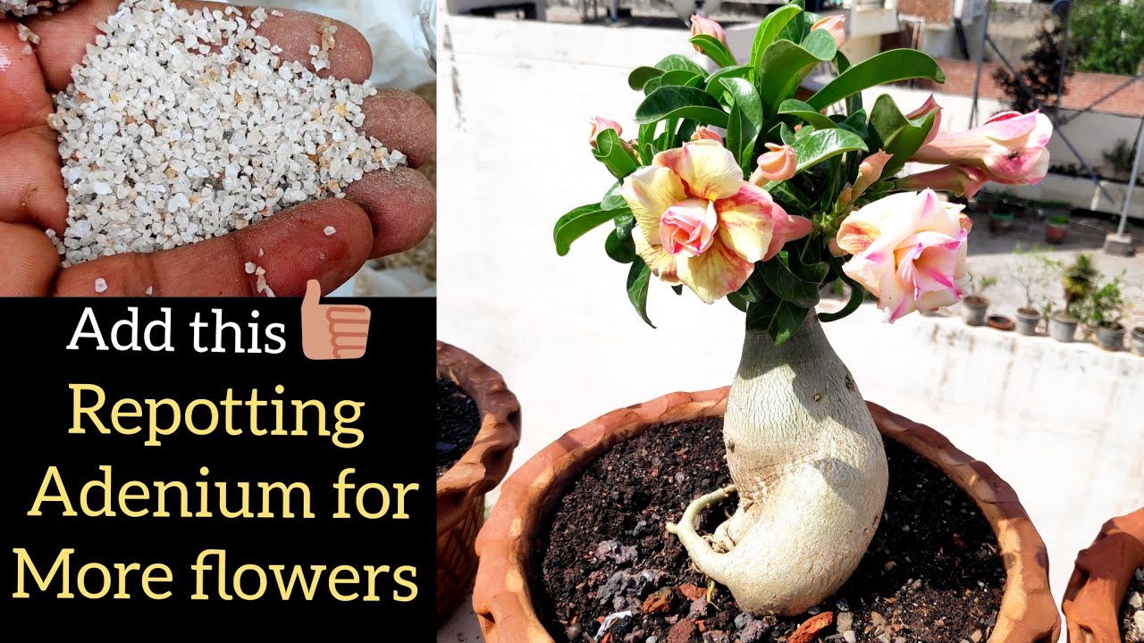 Adenium plant repotting for more flowers n bigger caudex, How to repot adenium, Adenium soil mix