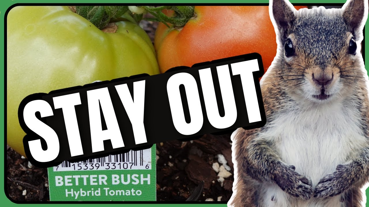 How We Kept Squirrels Out of Our Tomato Plants