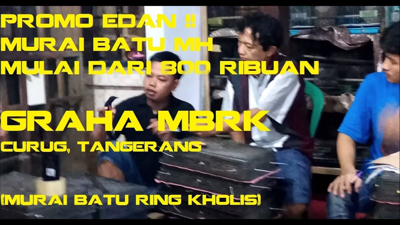 HARGA BURUNG DI GRAHA MBRK (Murai Batu Ring Kholis) - LAGI PROMO MB MULAI 800RB !! | Van'sVlog #12