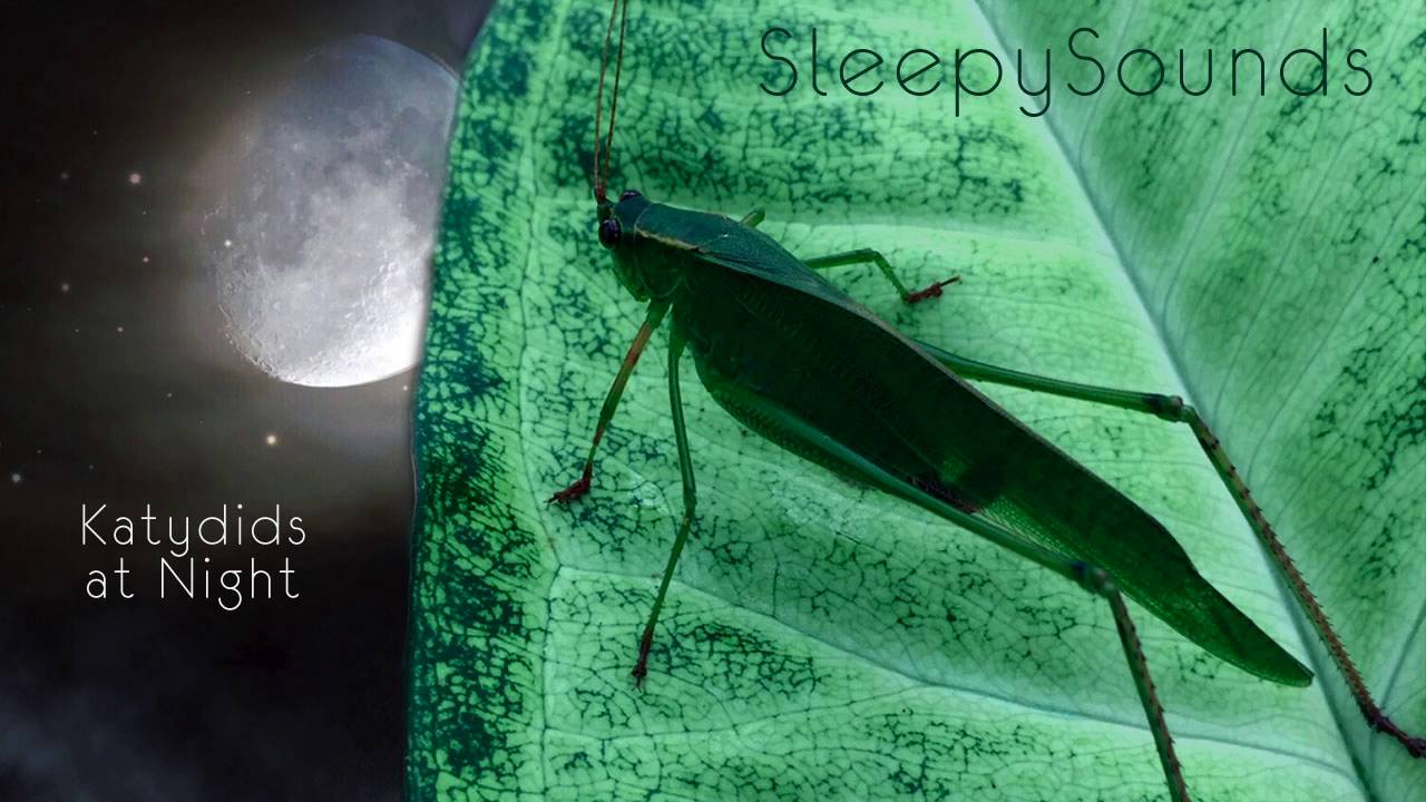 Katydids at Night &ndash; 9 Hour Sleep Sound &ndash; Katydids and Crickets