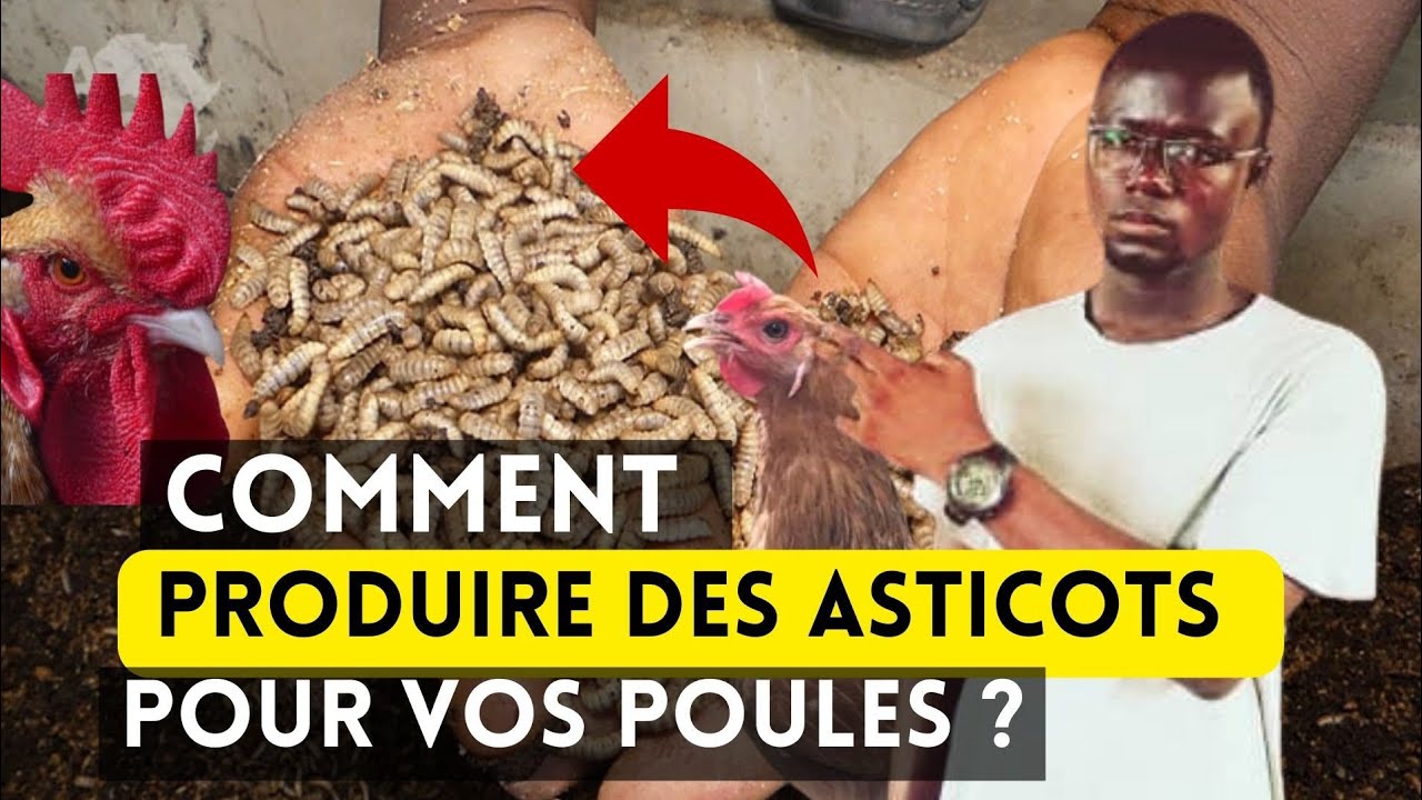Comment Produire 100 Kg d'Asticots Pour vos Poulets Chaque Mois ?