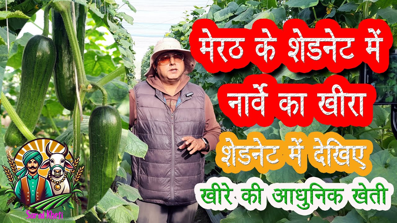 नेट हाउस में खीरे की खेती, बता रहे मेरठ के मनीष भारती #saralkheti #farming #cucumber #kheera #fruit