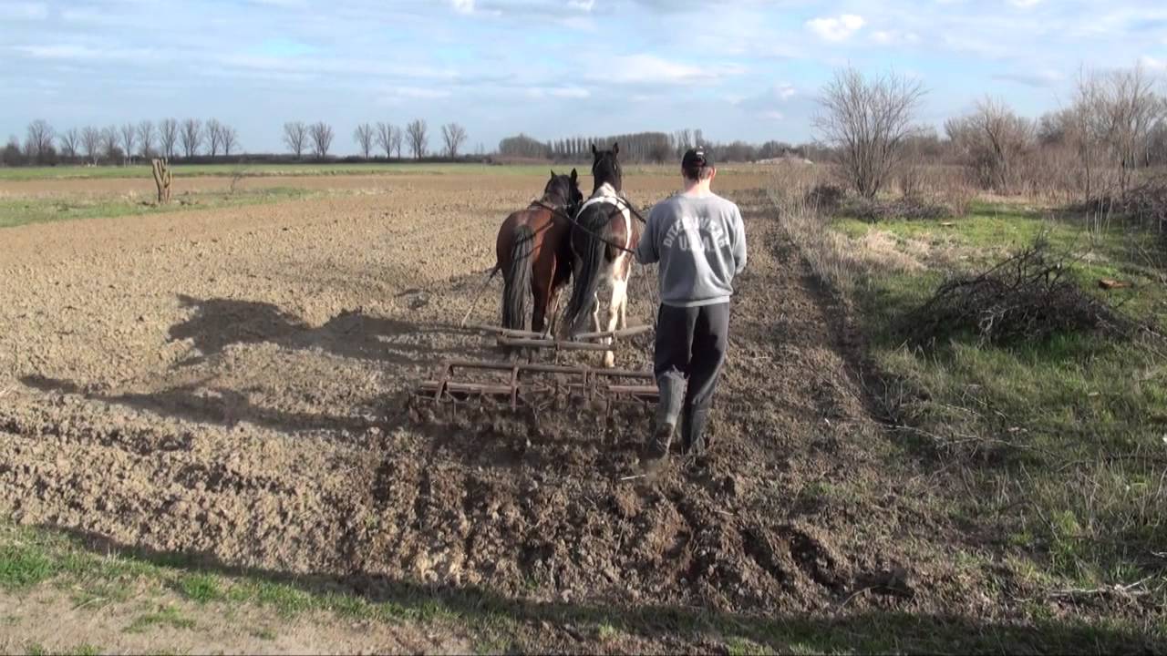Tesók / a Varga testvérek