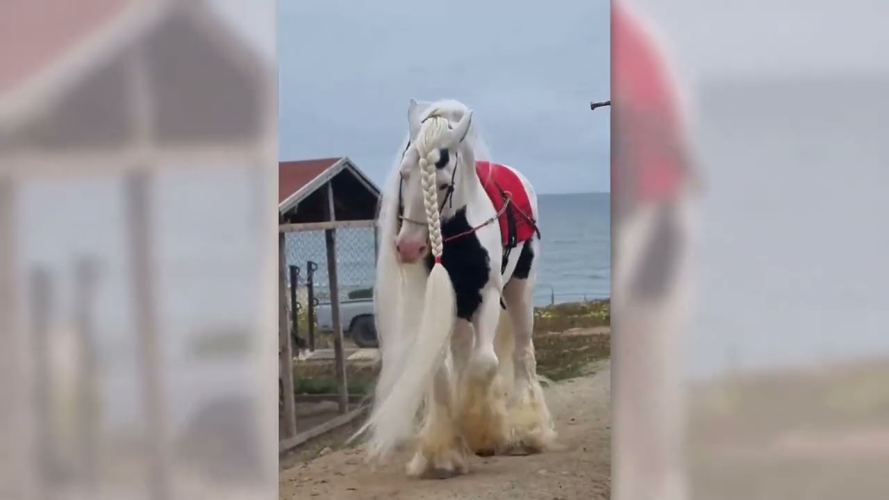 Gypsy Horse   The Most Beautiful Horse Breed in the World