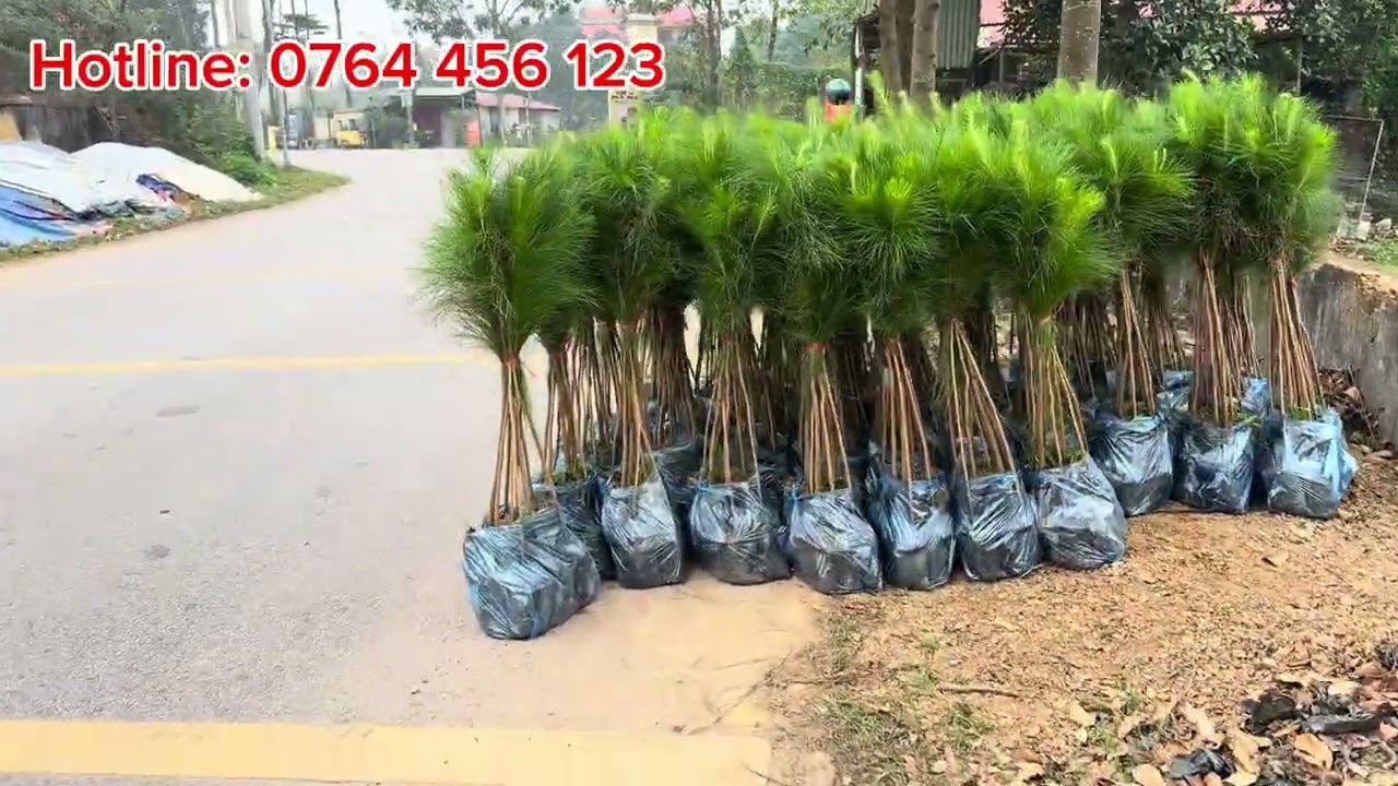 ✅2000 THÔNG GIỐNG CARIBE 80CM -1M (THÔNG 3 LÁ) CHO KHÁCH THÁI NGUYÊN