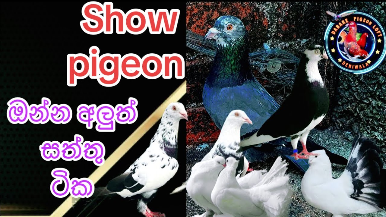 ඔන්න අලුත් සේට් එක 