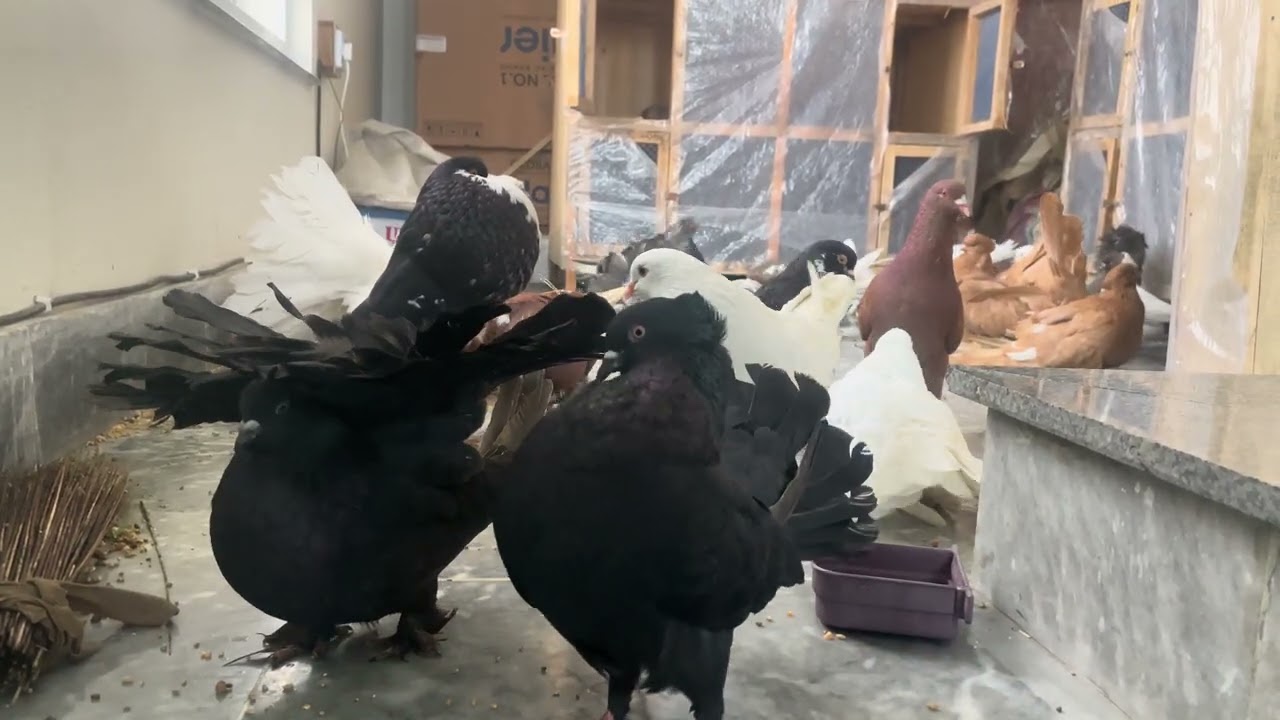 Pigeon fancy #FancyPigeon#FancyPigeons#PigeonLovers#PigeonLife#PigeonBreeder#PigeonWo