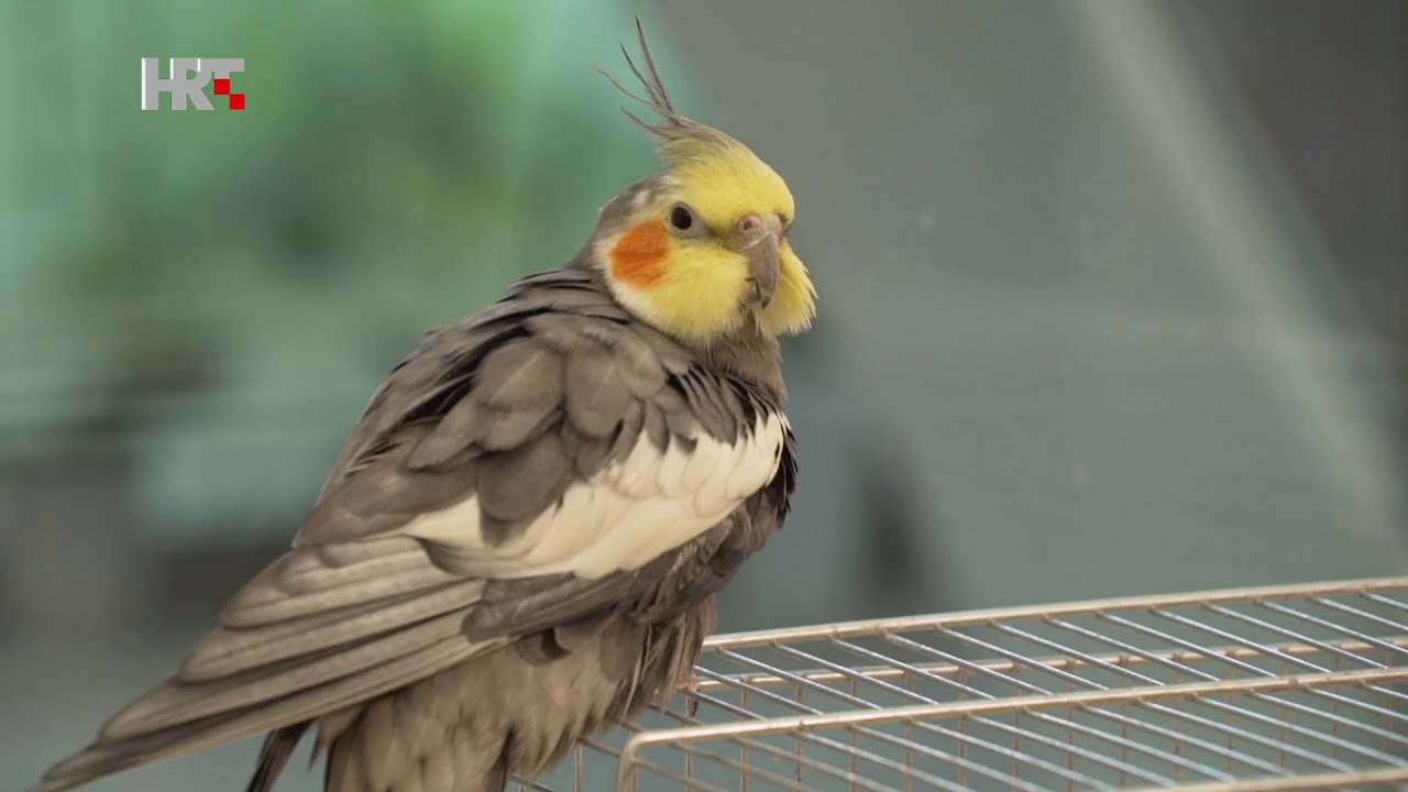 VOLIM ŽIVOTINJE - MOJ LJUBIMAC - Vid i ljubimci