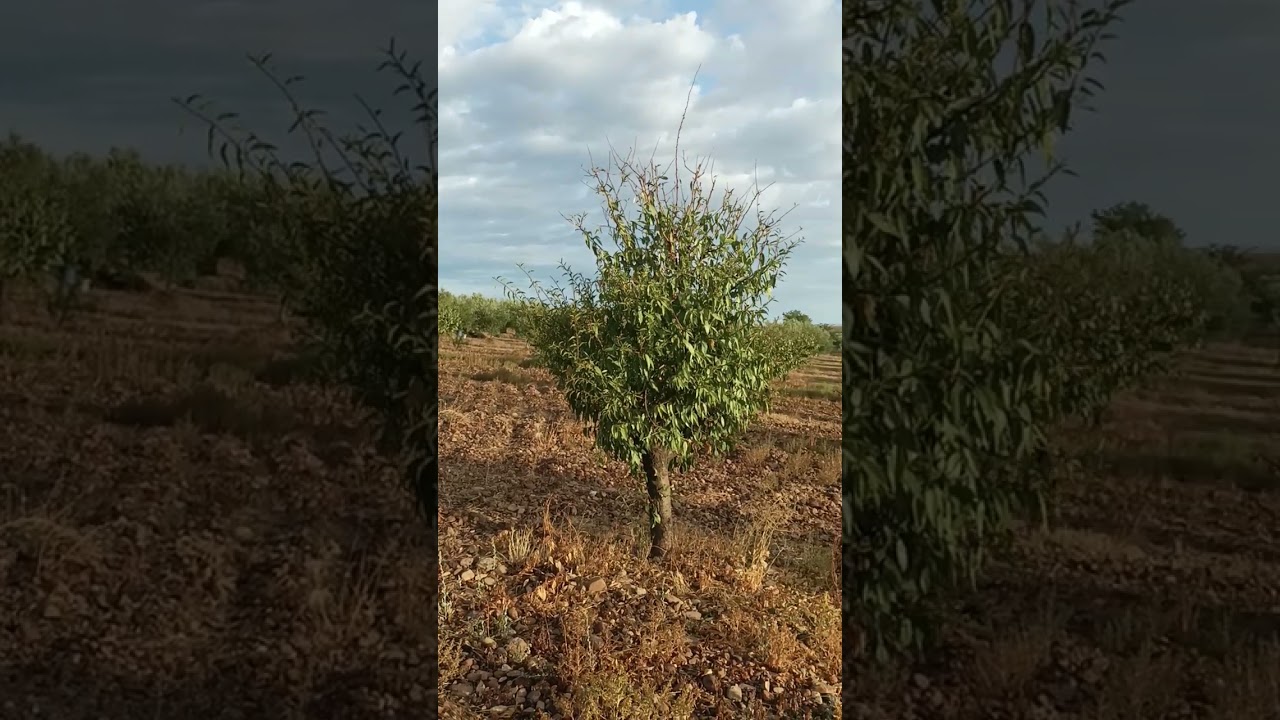TRATAMIENTO DEL GUSANO CABEZUDO EN ALMEDRO.