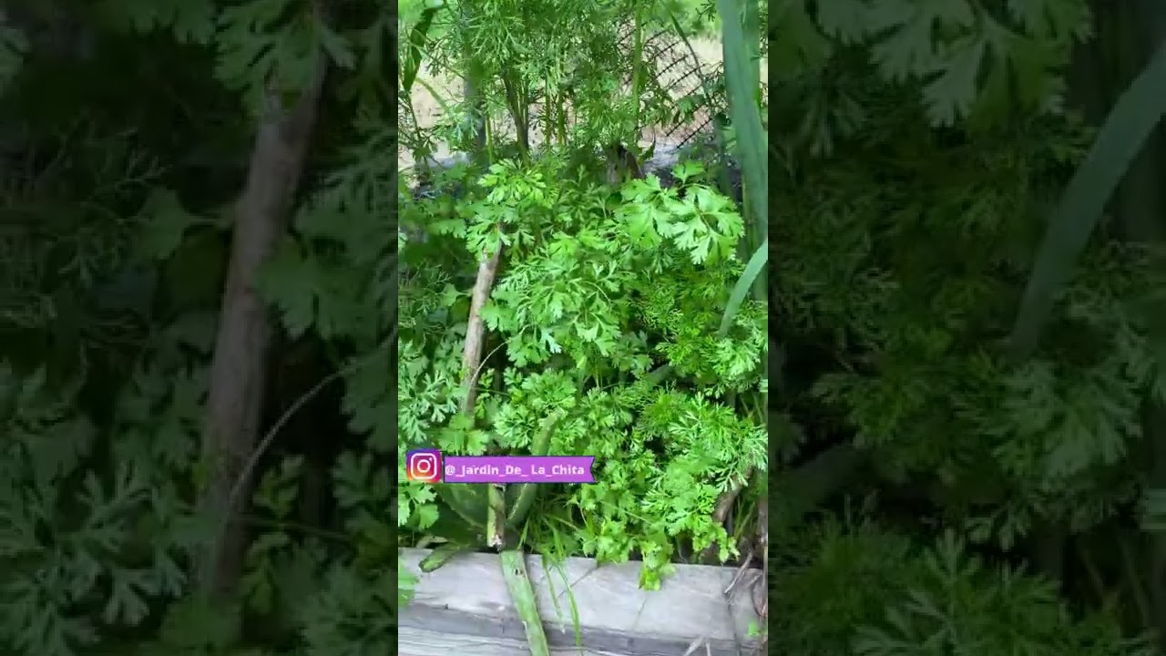 Como cultivar cilantro facilmente