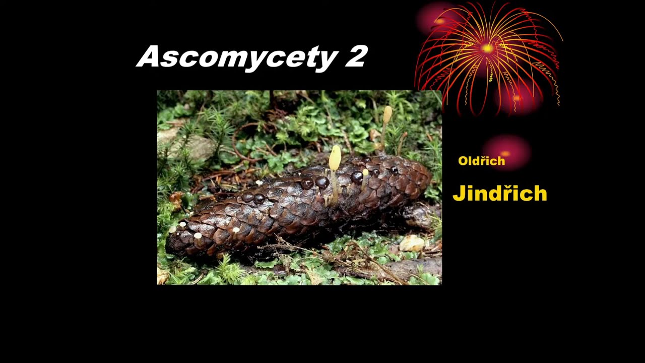 Askomycety 2 - Oldřich Jindřich
