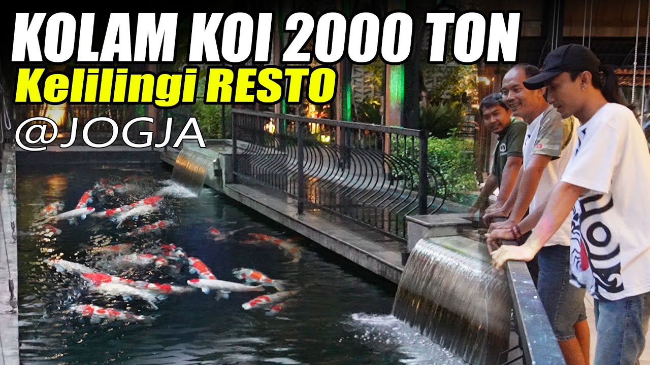 Kolam Koi 2000 Ton Hanya Untuk Hiasan di Resto Otadan Jogja Bagaimana Ngerawatnya??