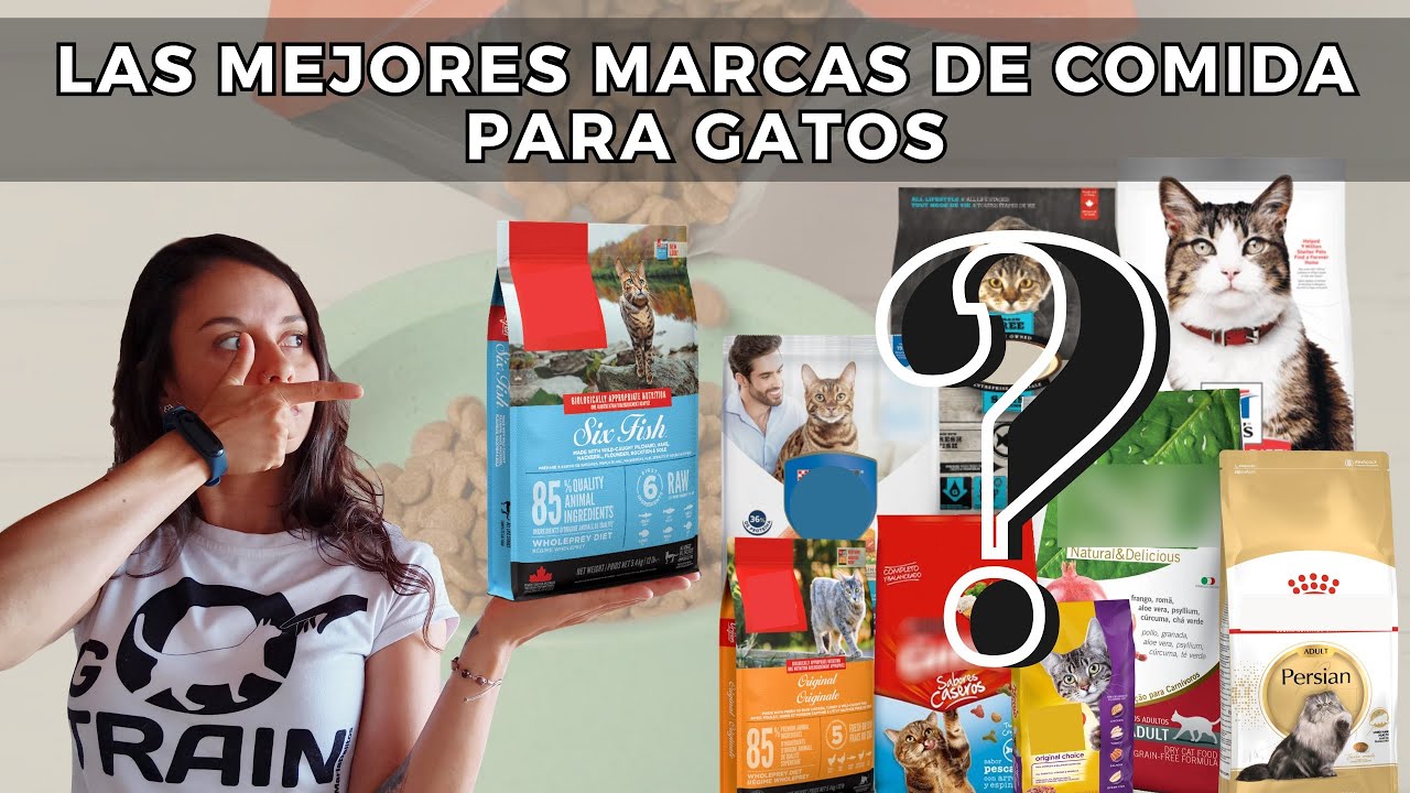 MARCAS RECOMENDADAS DE ALIMENTO PARA GATOS - LA VETE PAULA NOS EXPLICA