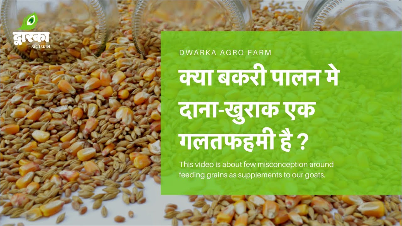 Goat feeding nutrition? बकरी पालन मे दाना-खुराक एक गलतफहमी है ? शेळीपालन मध्ये खुराक एक गैरसमजूत ?