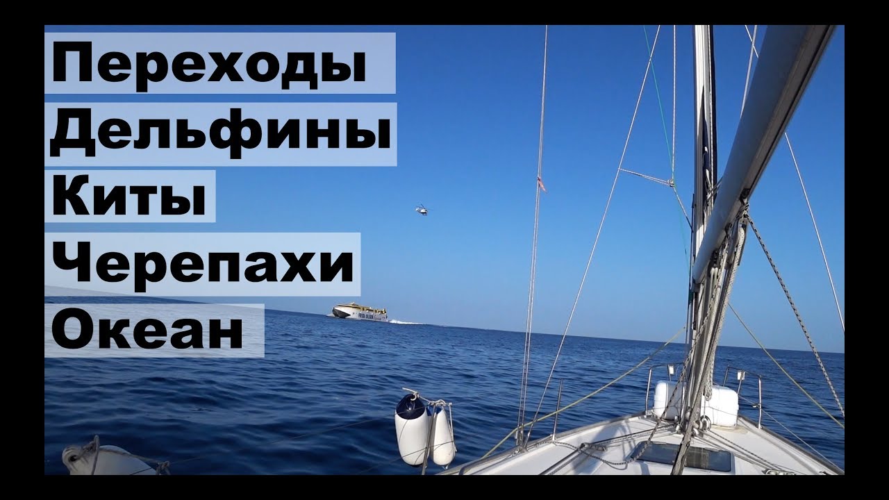 Переход с Гран Канарии на Тенерифе, дельфины, киты, океан, черепахи | Жизнь на яхте Cupiditas