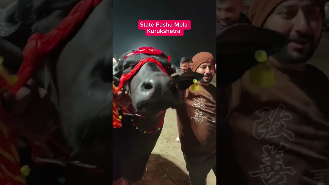 1st Prize Murrah Buffalo 🏆 | Kurukshetra Mela