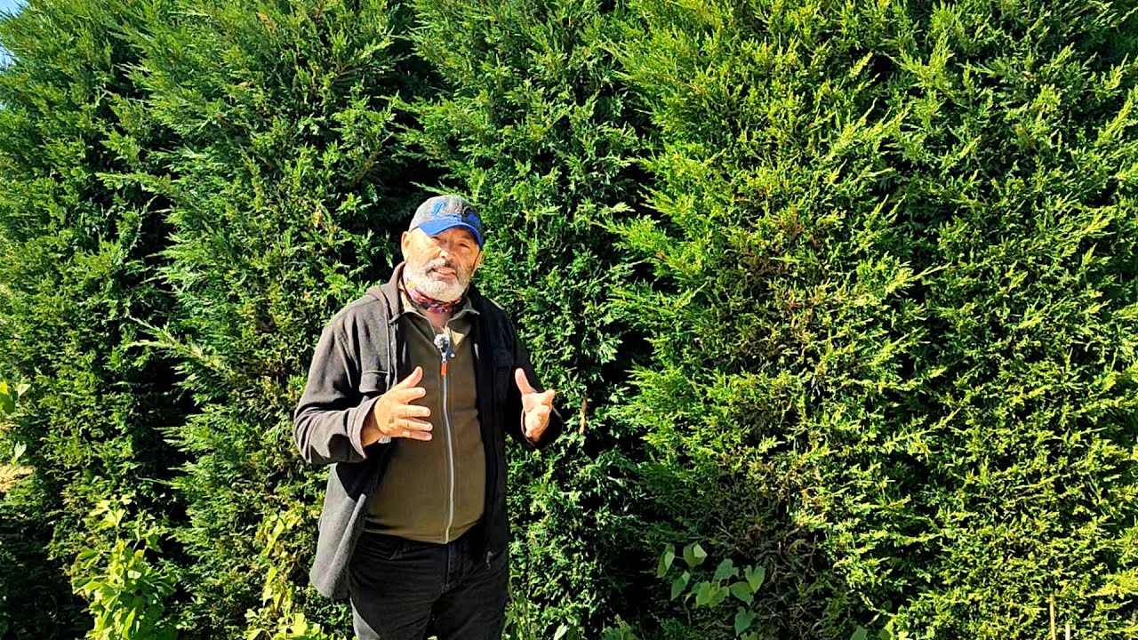 График орошения Leyland Cypress | Орошение Leyland Cypress