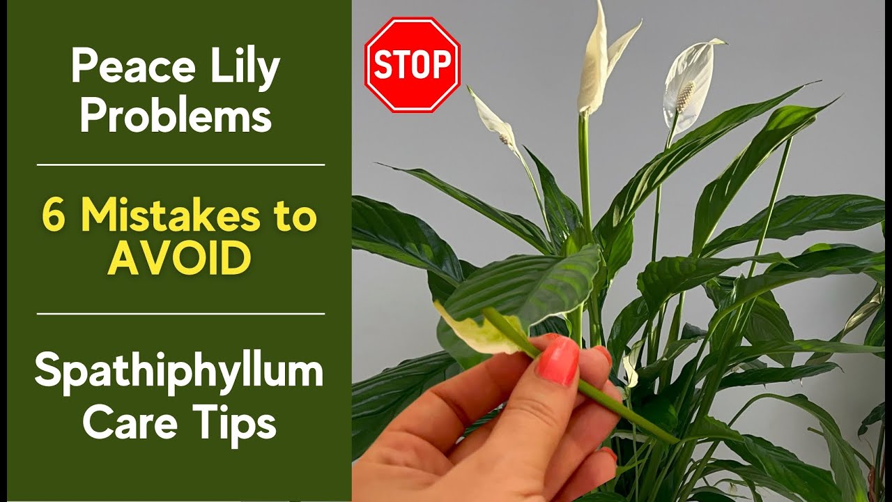 ✅ Peace Lily Problems ❌ 6 Mistakes to AVOID + Spathiphyllum Care Tips