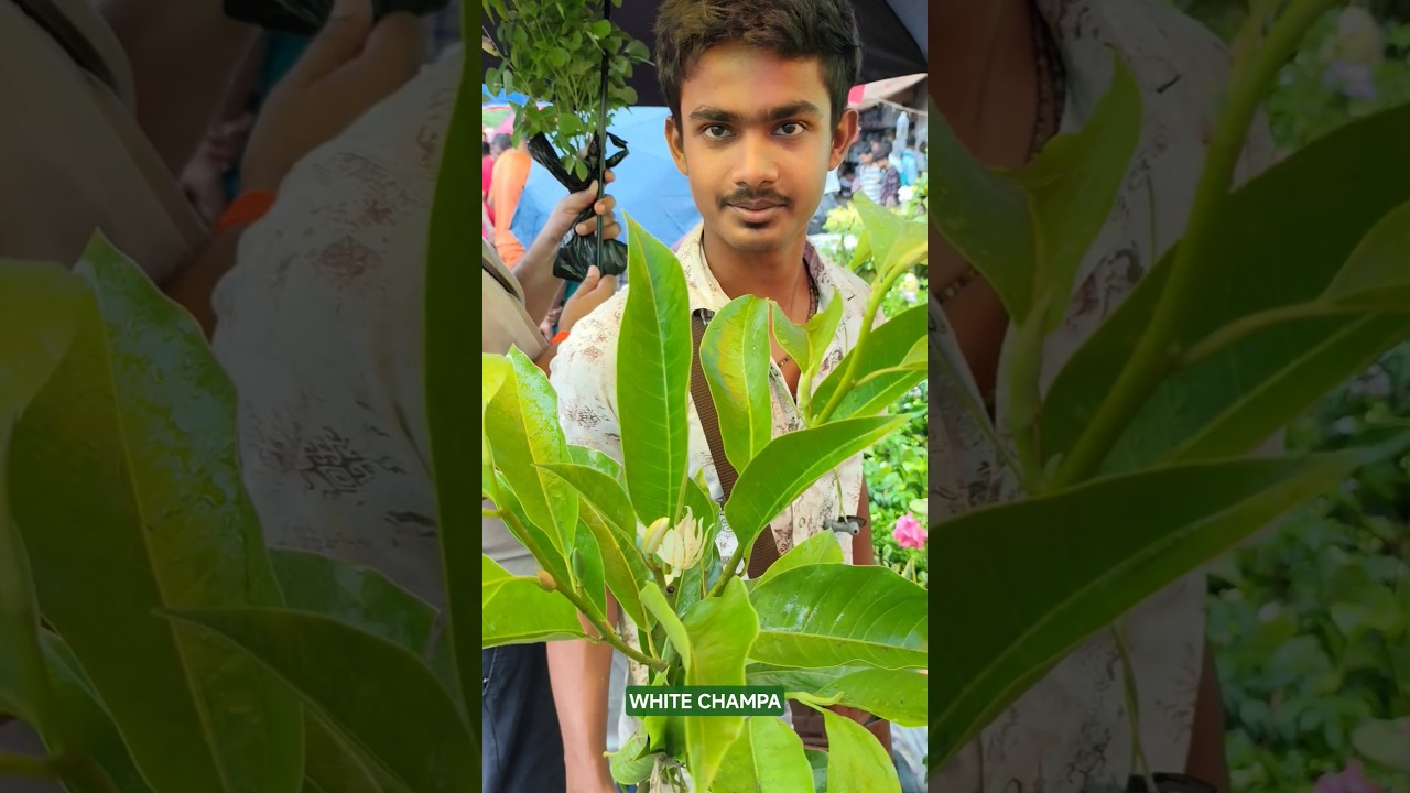 Mind blowing Scented White Champa with Price #shorts #price