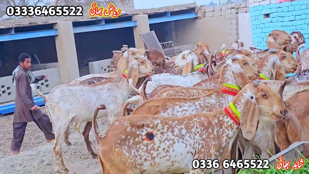 رمضان آفر مکھی چینی کی بڑی لاٹ گبن بکریاں بہت مناسب ریٹ پر خریدیں پیور کھٹا کلر 
