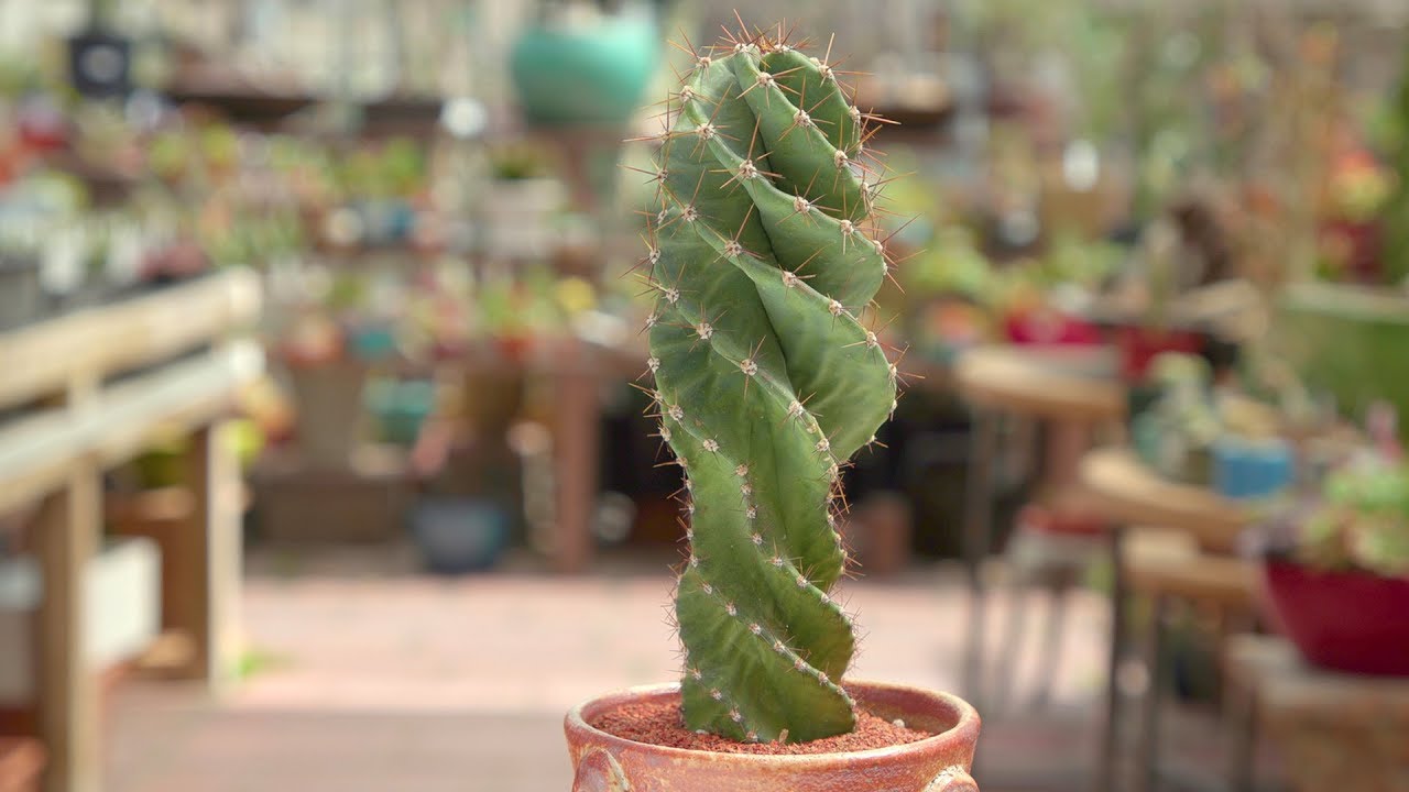 Cereus forbesii “Spiralis”