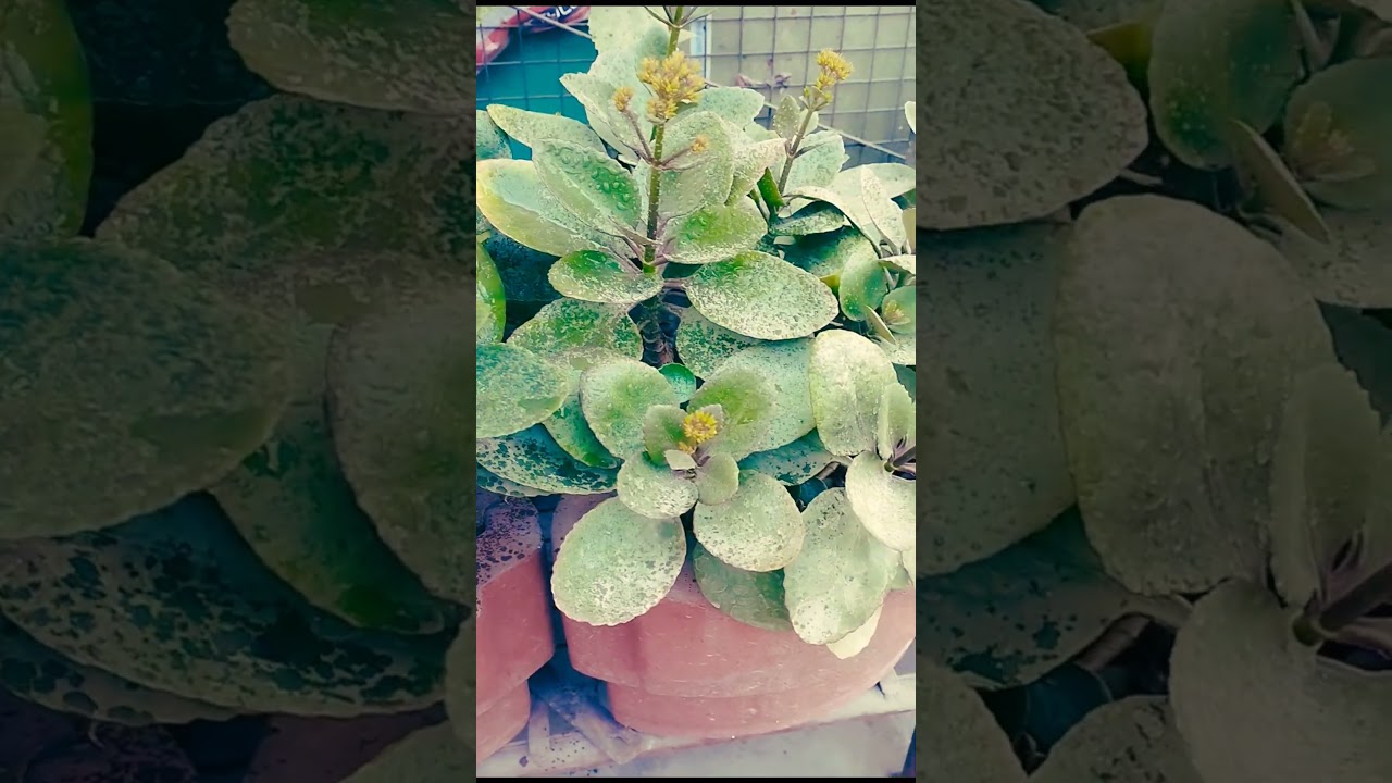 Kalanchoue plants🌱🌱| Kalanchoue care tips. 
