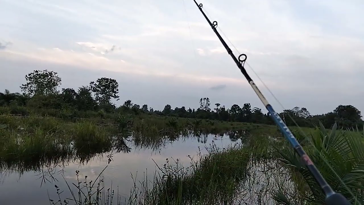 MANCING LAGI DIKEBUN SAWIT