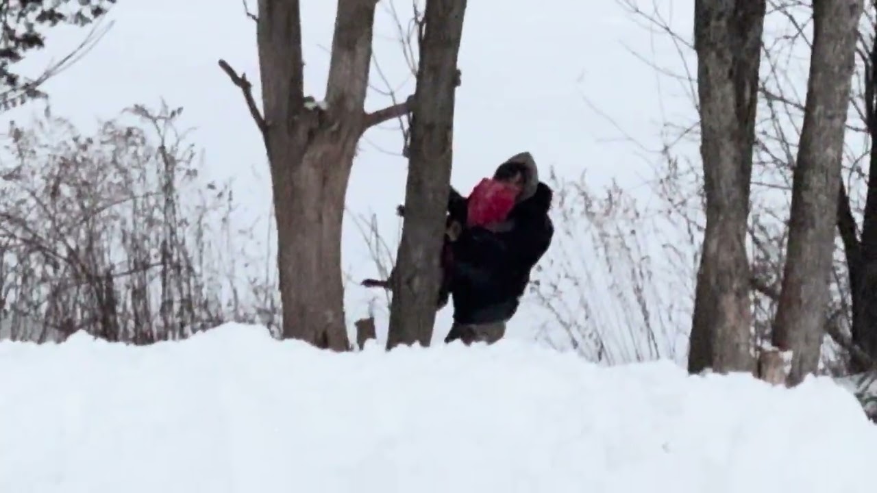 Getting a pitbull out of a tree 