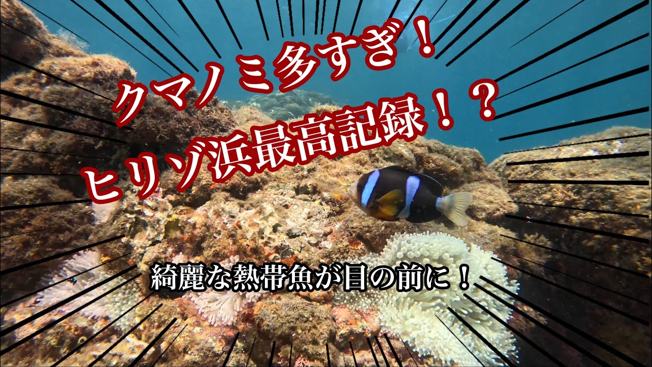 クマノミ多すぎ！ヒリゾ浜最高記録！？綺麗な熱帯魚が目の前に！