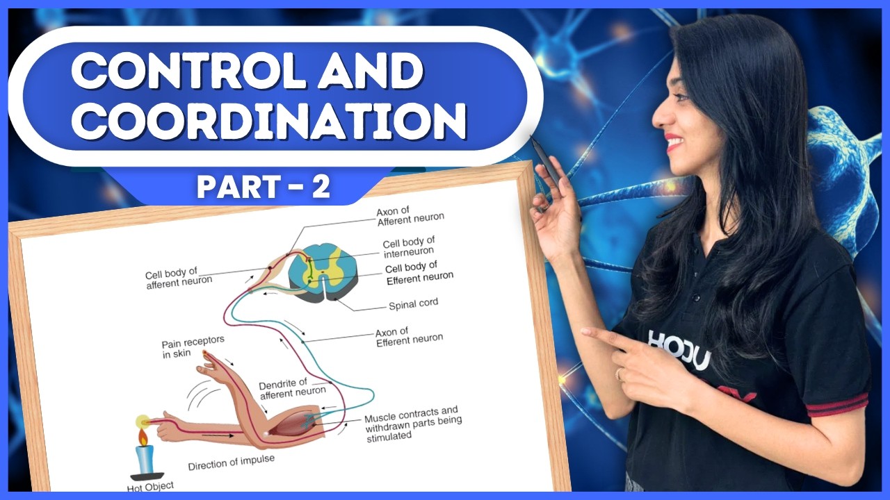 Control & Coordination Part 2 | Class 10 Science ch 6 | Plant Hormones | CBSE NCERT Revision